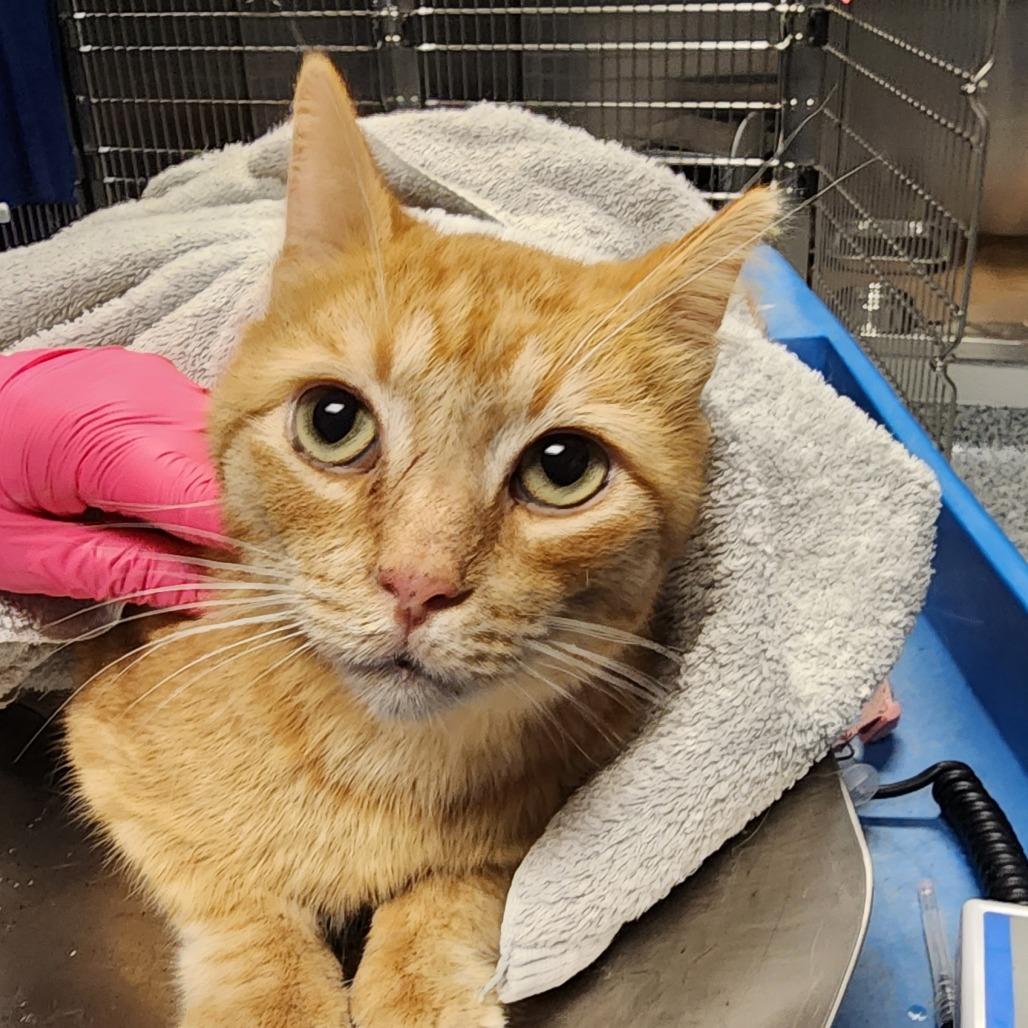 Enlarge Kitty, a Adoptable Domestic Short Hair in Greenville, SC image 1/1