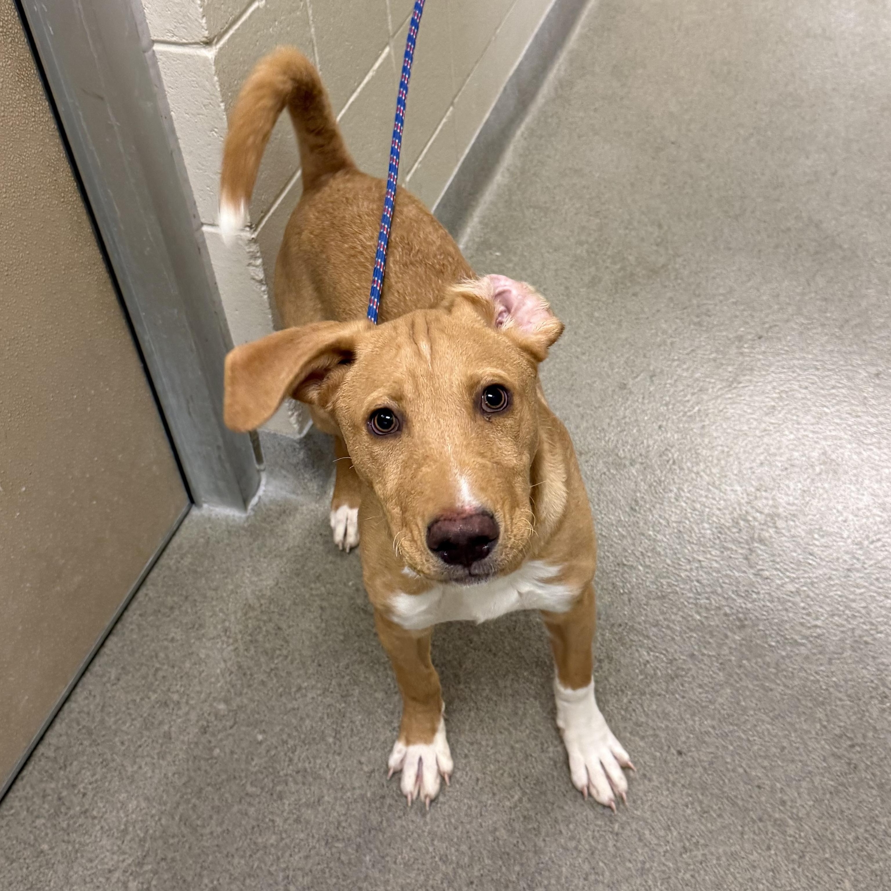 Colby, ADOPTABLE, Young Male Labrador Retriever.