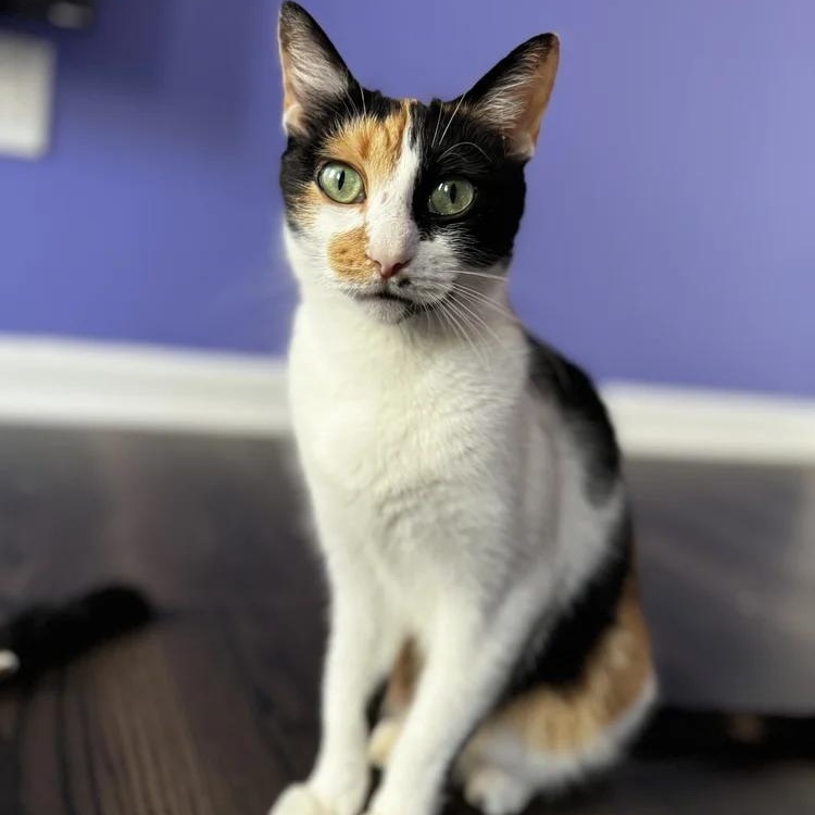 This stunning calico beauty arrived at our rescue as a devoted mama to three tiny newborns Now that