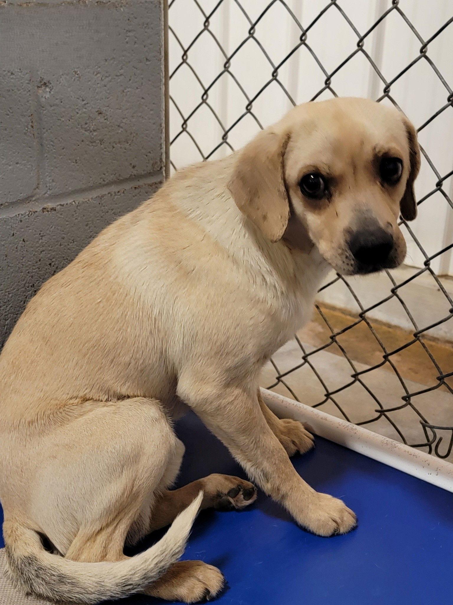Tanner, Adoptable, Adult Male Mixed Breed.