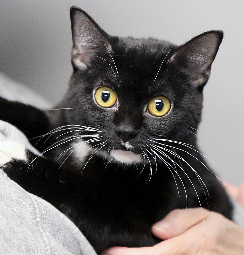 Enlarge Maxie (AO36100), an adopted Domestic Short Hair in Merriam, KS image 1/1