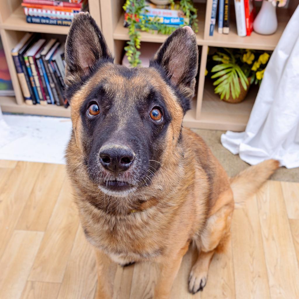 Wolfgang — thumbnail 2