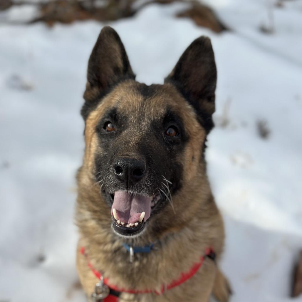 Wolfgang — thumbnail 5