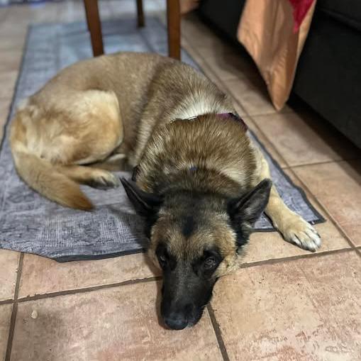 Wolfgang — thumbnail 6