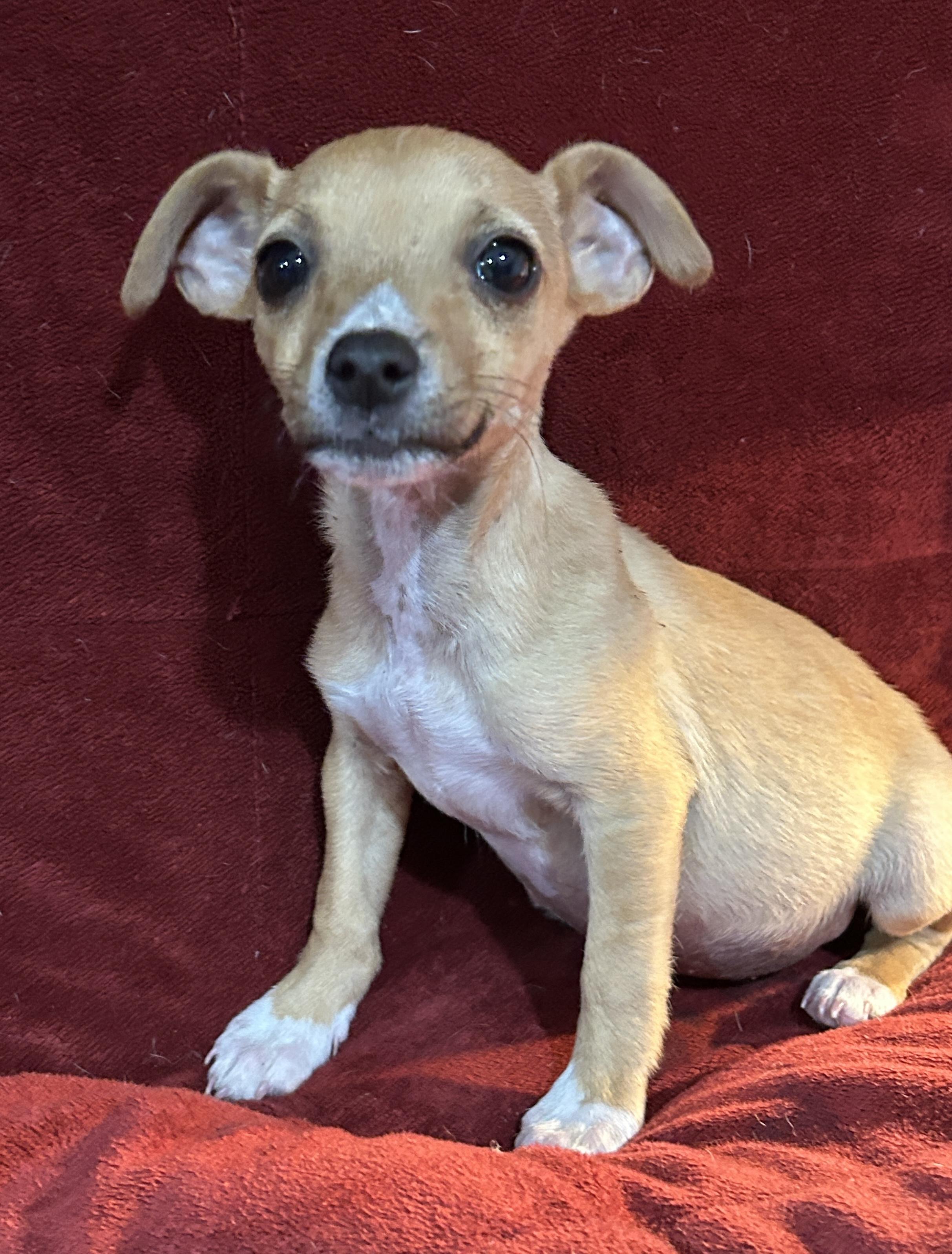 Bradley, an adopted mixed breed in Sarasota, FL image 3/6