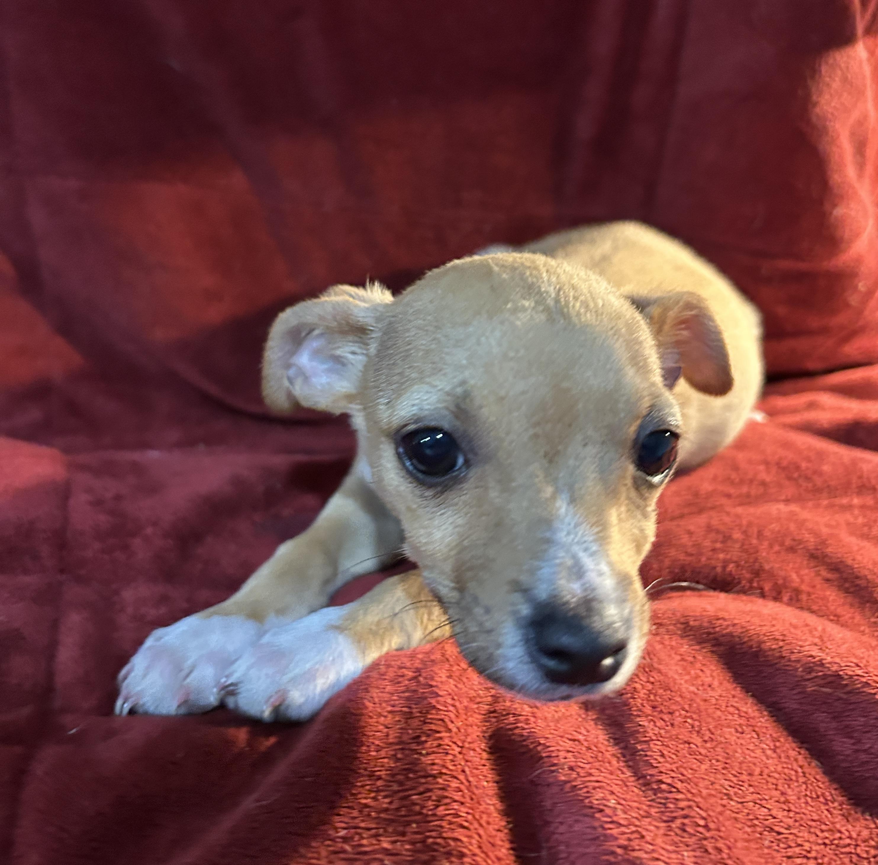 Bradley, an adopted mixed breed in Sarasota, FL image 2/6