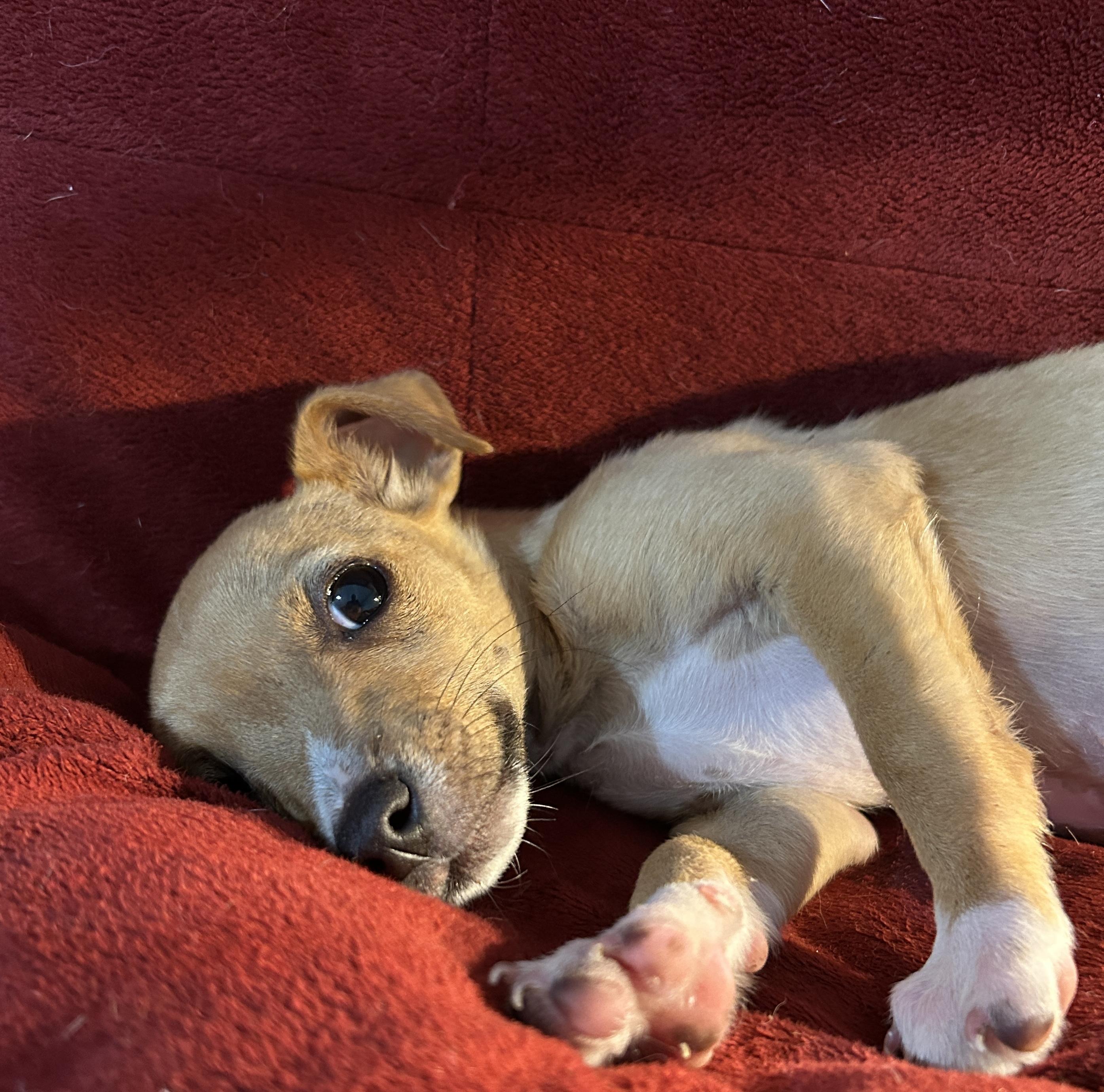 Bradley, an adopted mixed breed in Sarasota, FL image 5/6