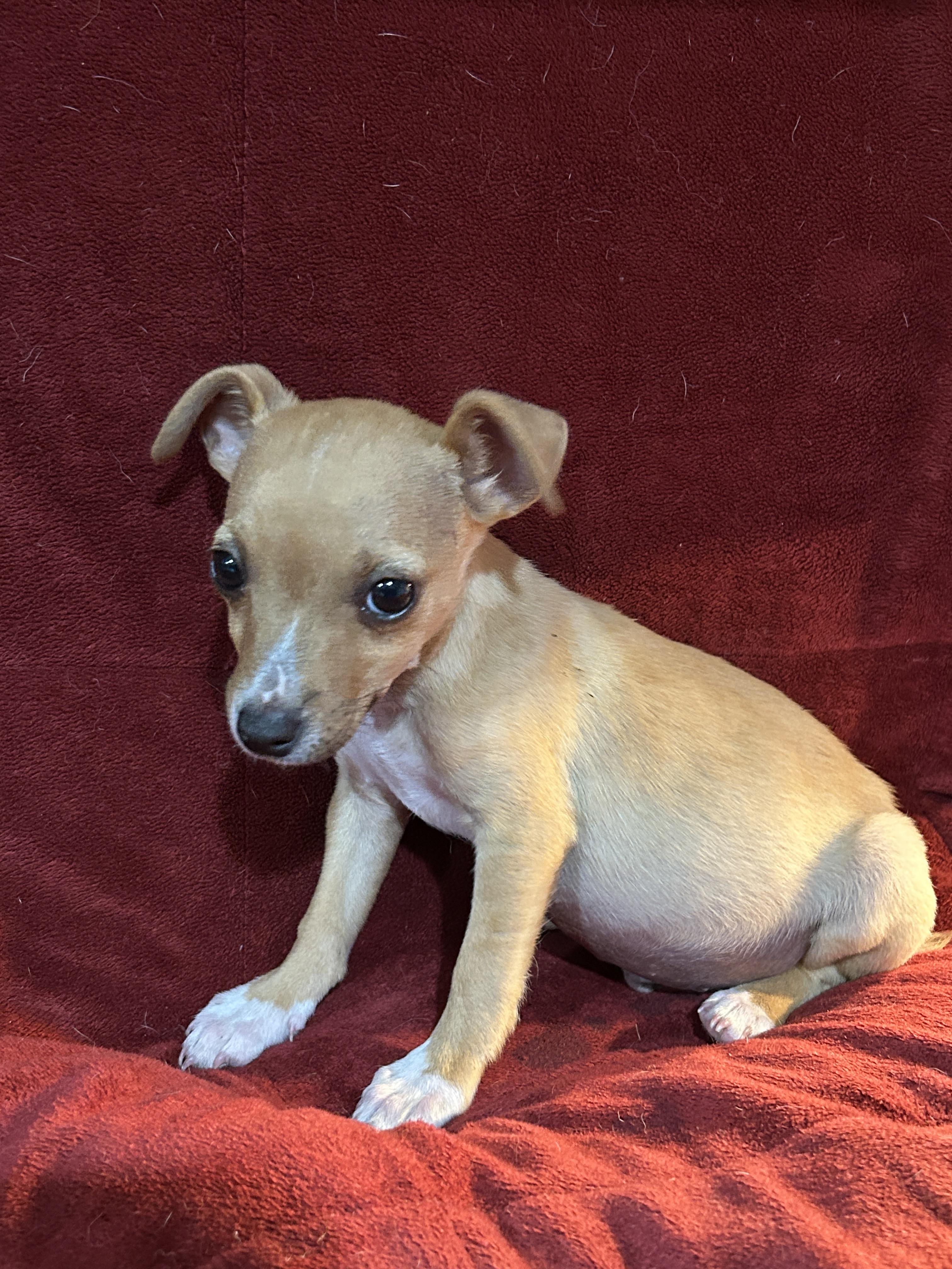 Bradley, an adopted mixed breed in Sarasota, FL image 6/6