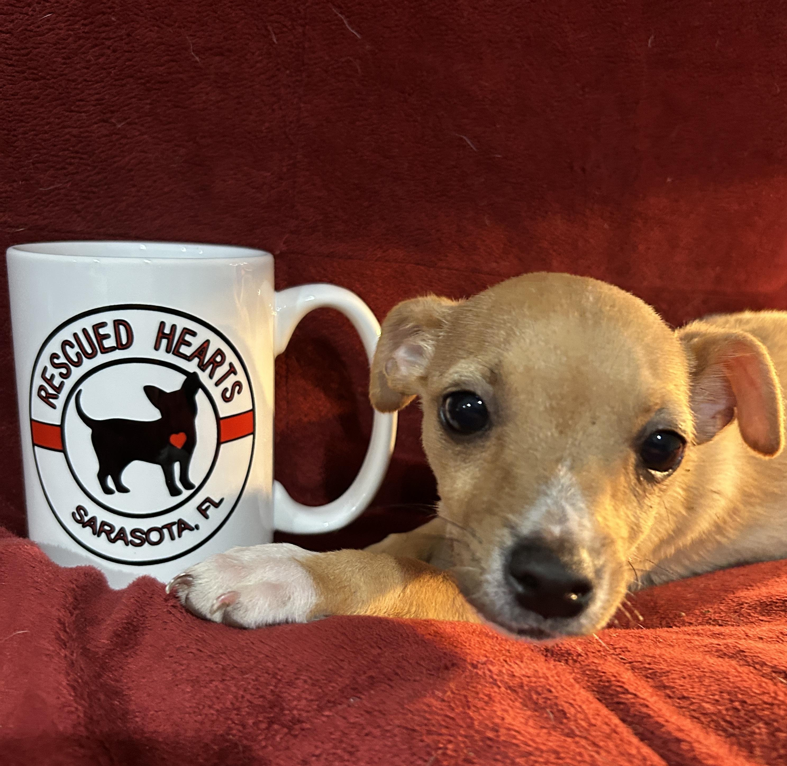 Bradley, an adopted mixed breed in Sarasota, FL image 4/6