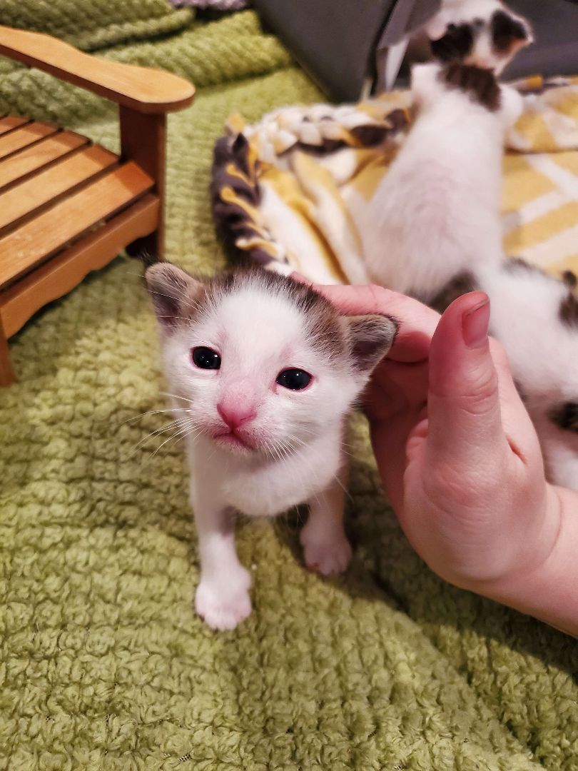Palmier, Adopted, Kitten Male Domestic Short Hair.