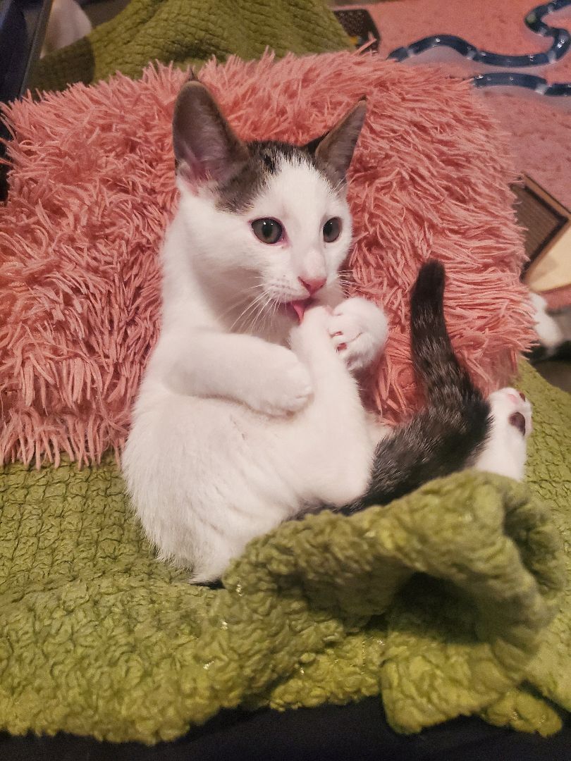 Enlarge Palmier, a Adopted Domestic Short Hair in Rancho Santa Margarita, CA image 3/14