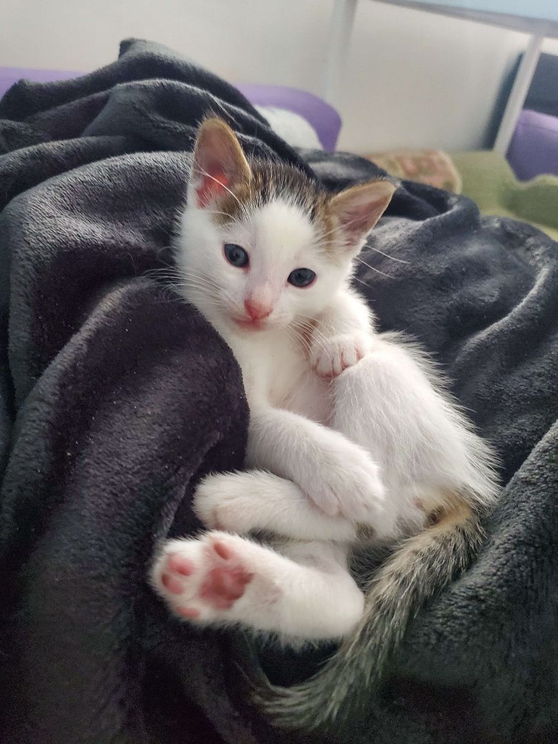 Enlarge Palmier, a Adopted Domestic Short Hair in Rancho Santa Margarita, CA image 5/14