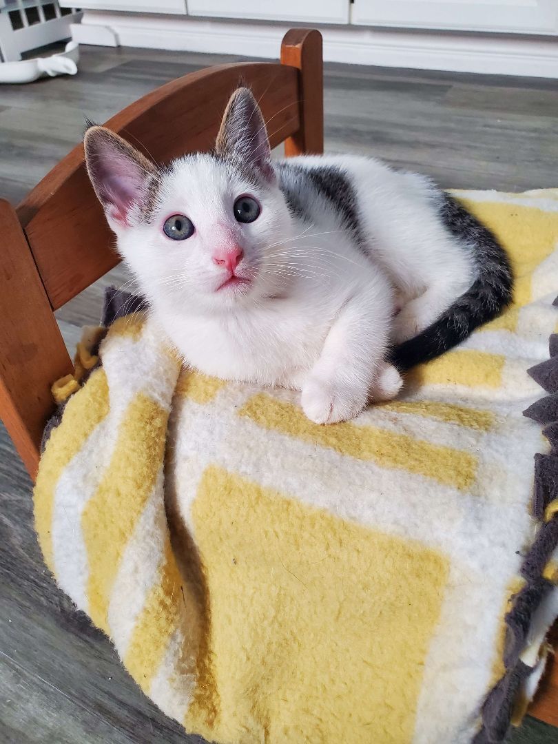 Enlarge Palmier, a Adopted Domestic Short Hair in Rancho Santa Margarita, CA image 6/14