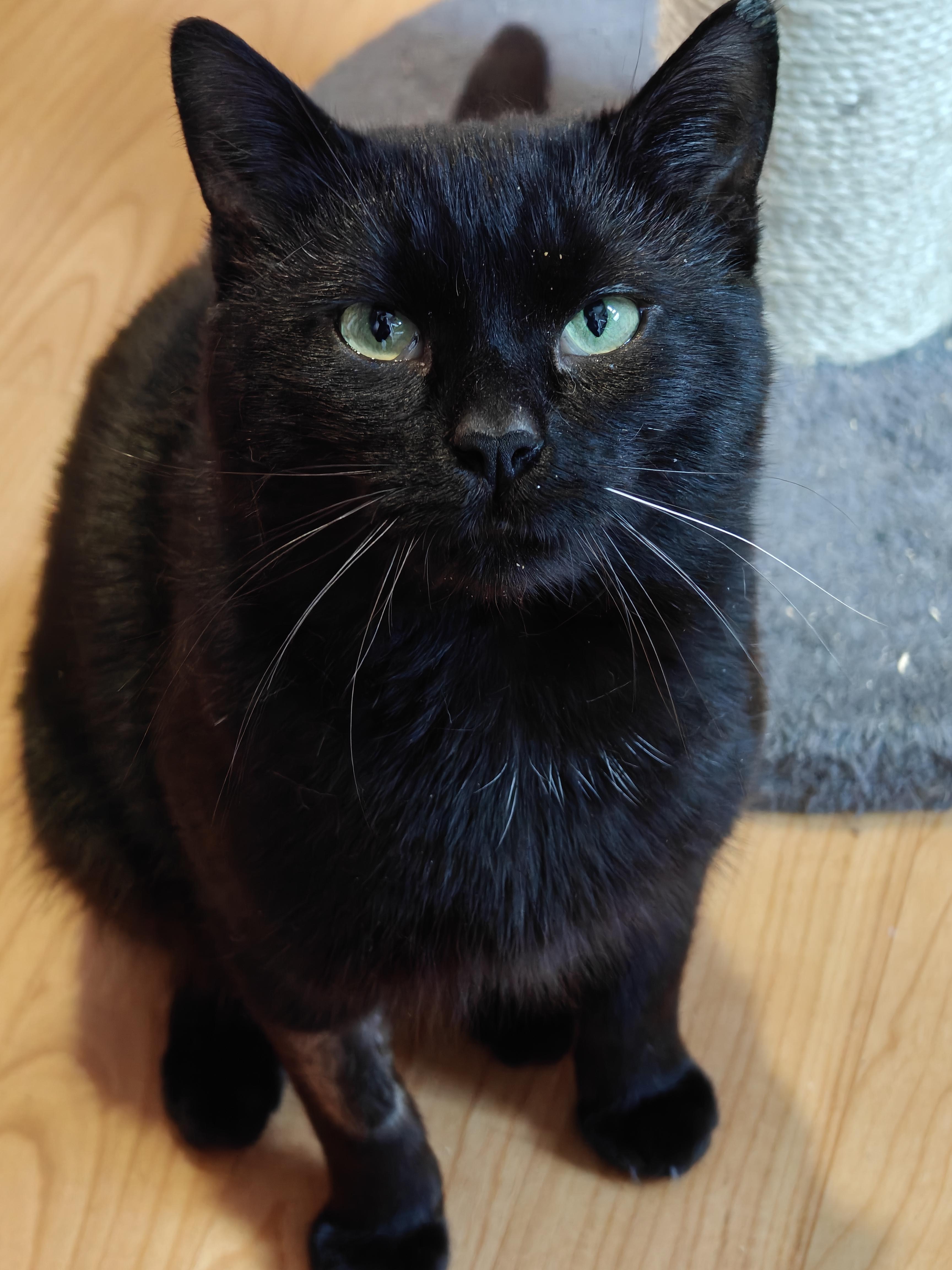 Shadow Bandit , adopted, Young Male Domestic Short Hair.
