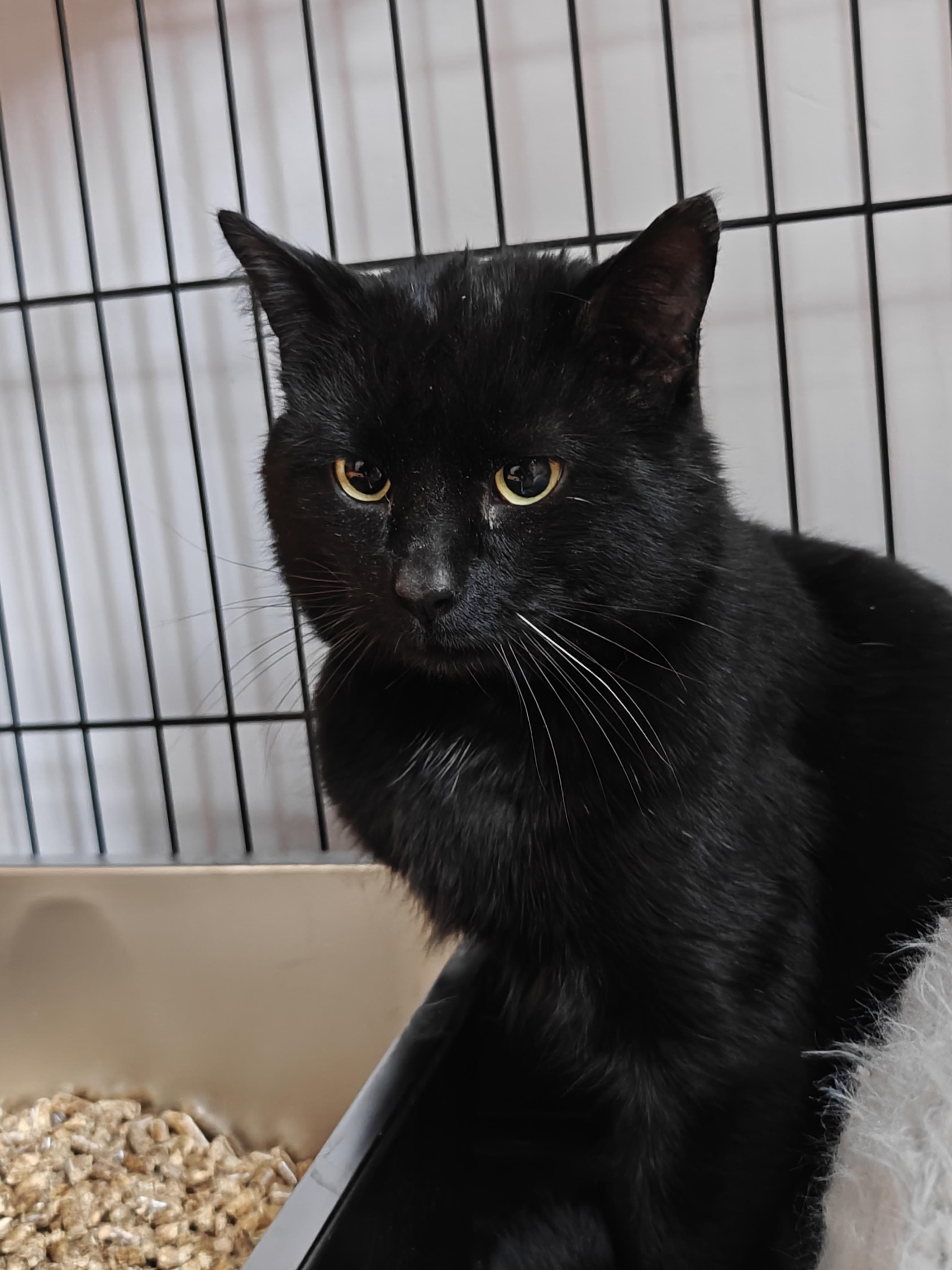 Enlarge Shadow Bandit , a ADOPTABLE Domestic Short Hair in New Britain, CT image 1/2