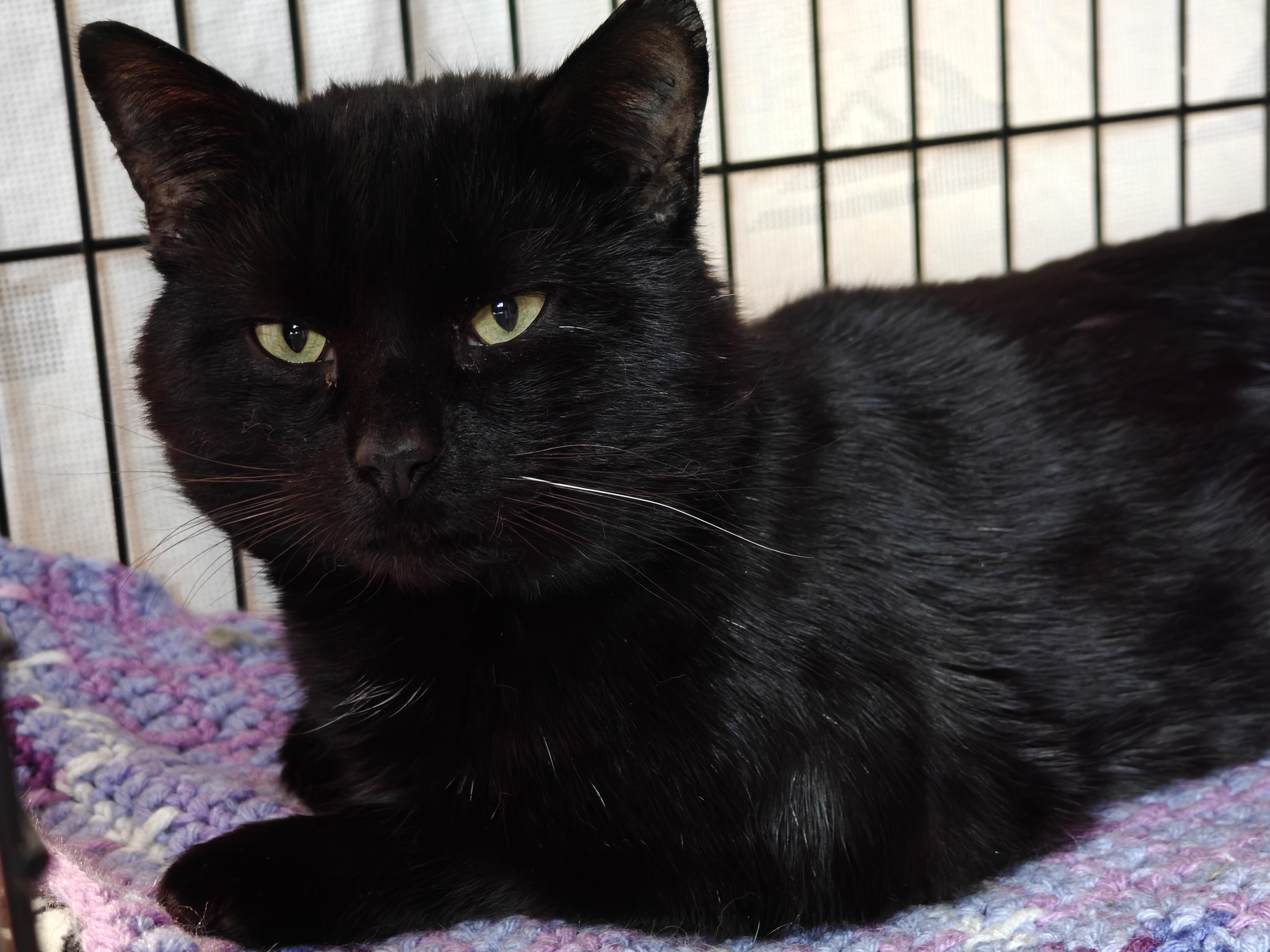 Enlarge Shadow Bandit , a ADOPTABLE Domestic Short Hair in New Britain, CT image 2/2