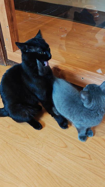 Enlarge Shadow Bandit , an adopted Domestic Short Hair in New Britain, CT video 4/4