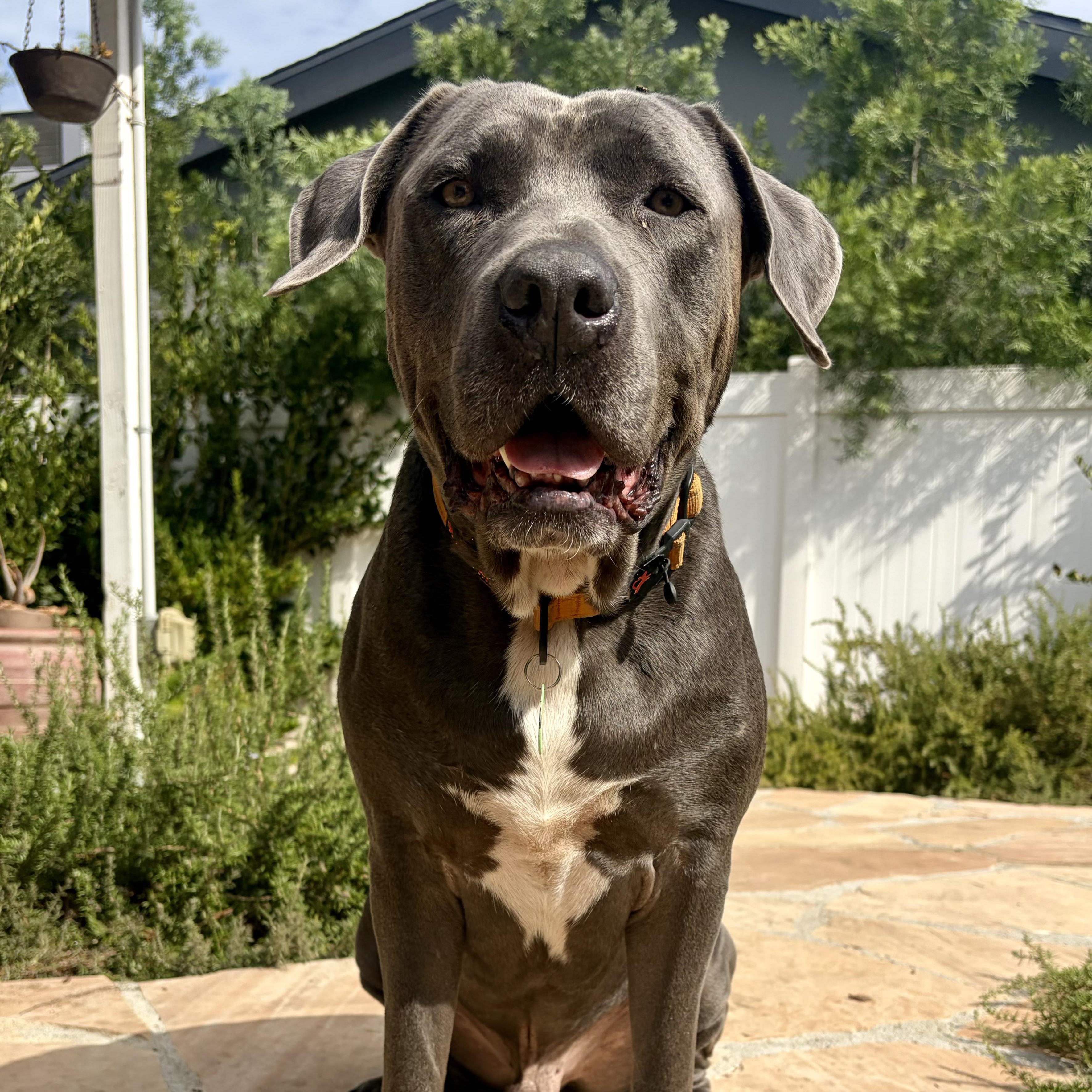 Ken, adopted, Young Male Labrador Retriever & Mastiff.