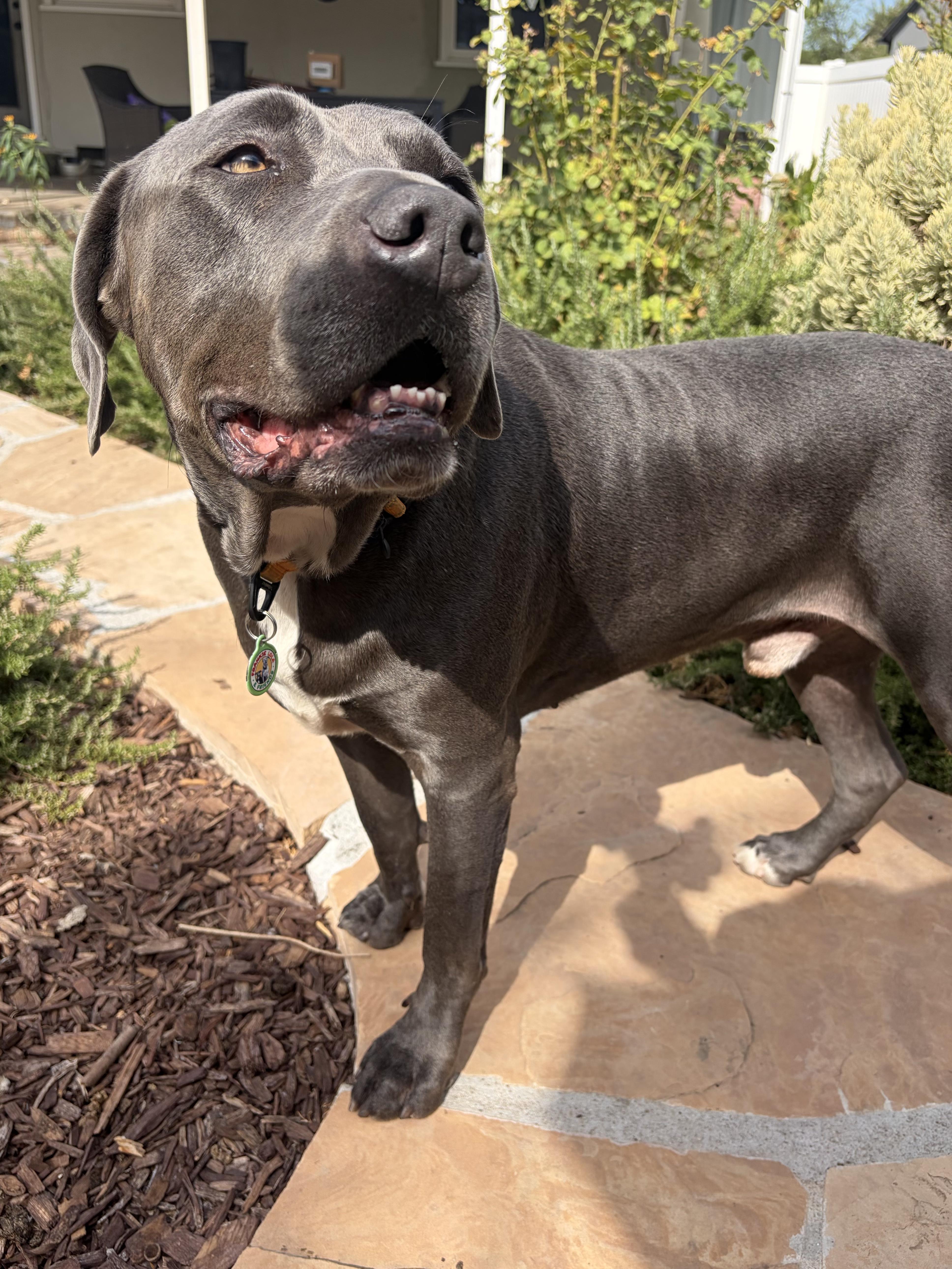 Enlarge Ken, an adopted mixed breed in Sun Valley, CA image 2/6