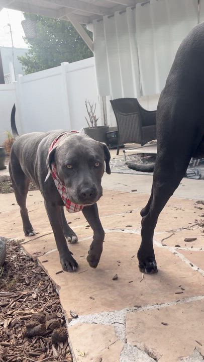 Enlarge Ken, an adopted mixed breed in Sun Valley, CA video 5/6