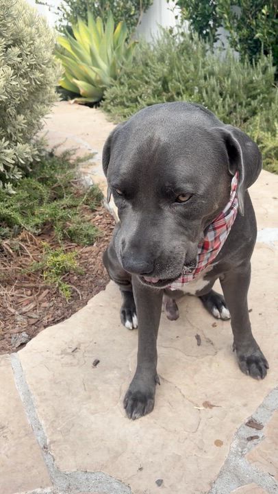 Enlarge Ken, an adopted mixed breed in Sun Valley, CA video 6/6