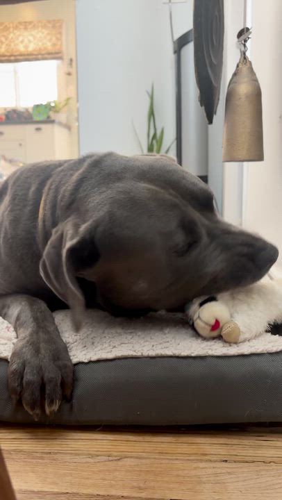 Enlarge Ken, an adopted mixed breed in Sun Valley, CA video 4/6