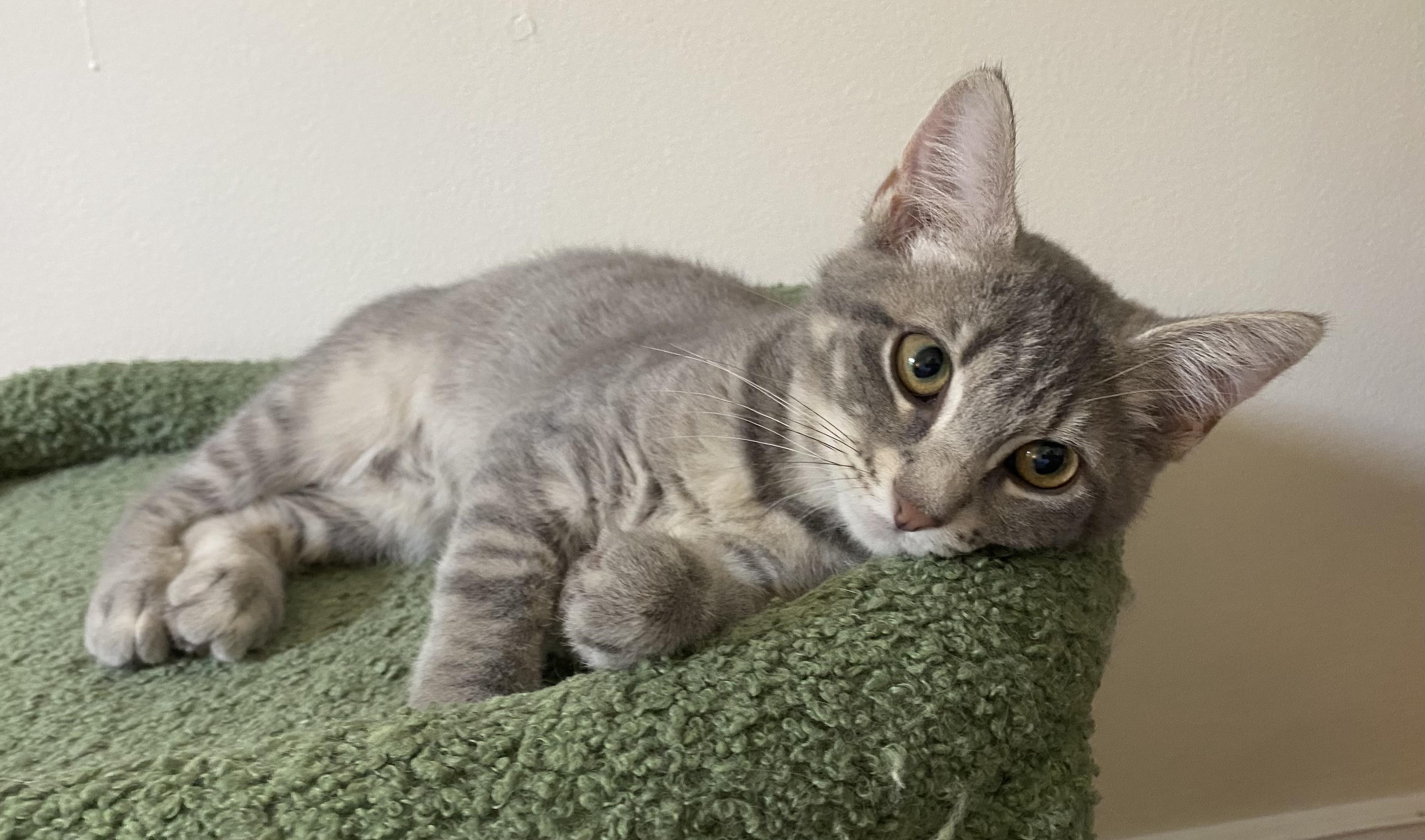 Rockette, a Adoptable Domestic Short Hair in Allentown, NJ image 2/2