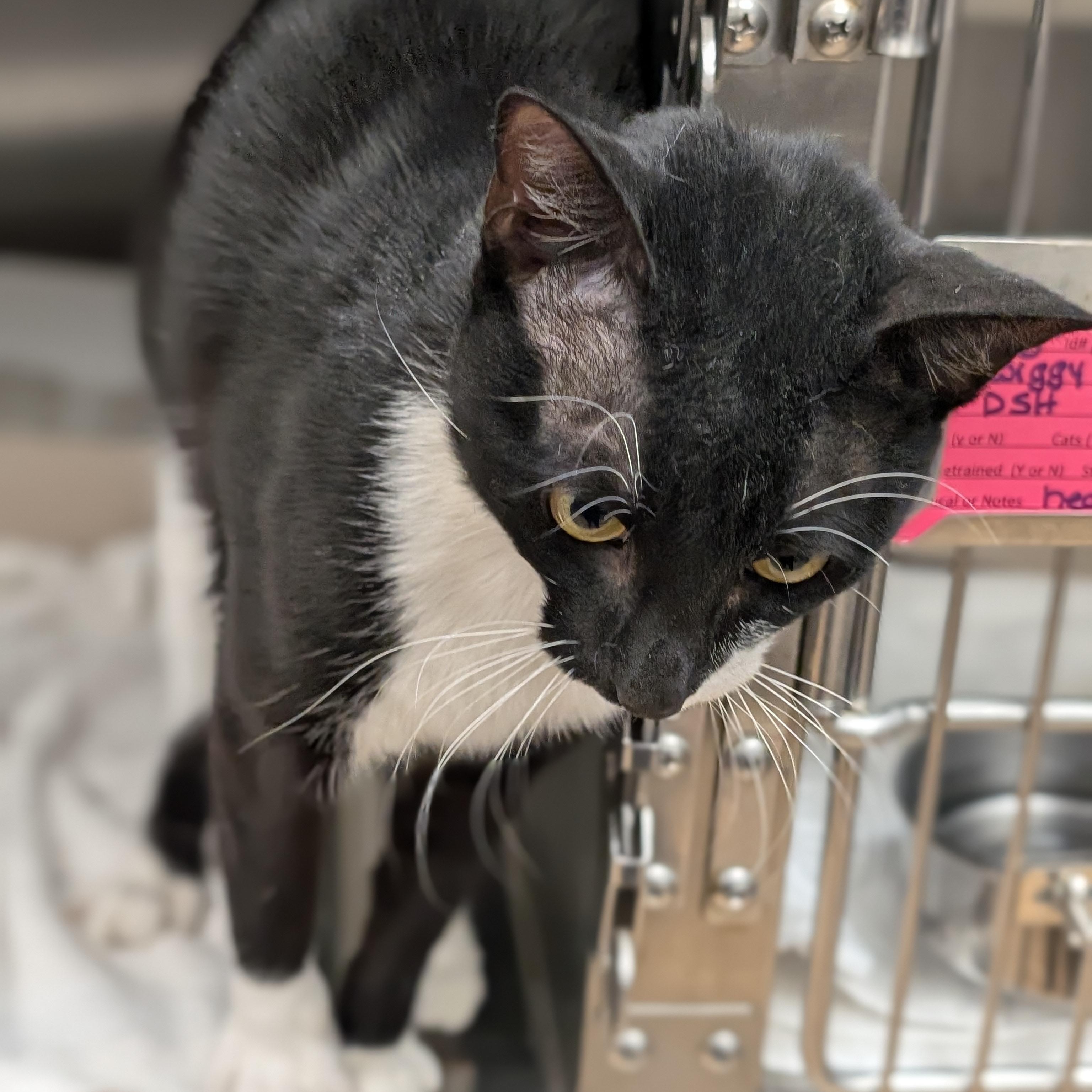 Dash, an adoptable Domestic Short Hair in St. Augustine, FL image 3/5