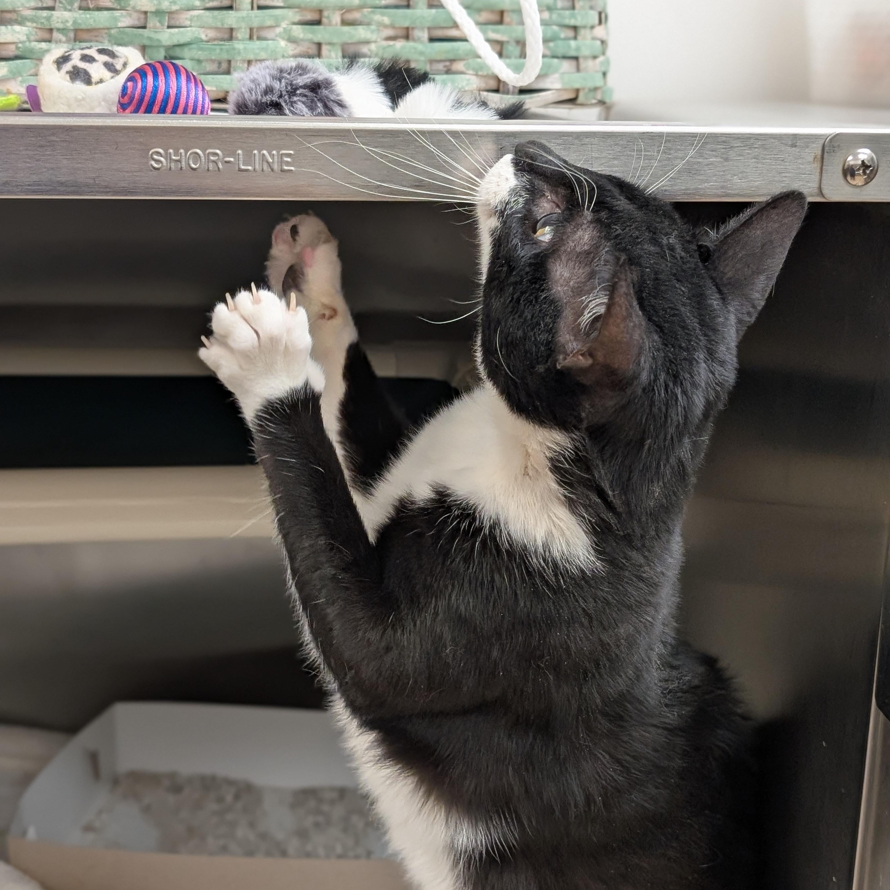 Dash, an adoptable Domestic Short Hair in St. Augustine, FL image 4/5