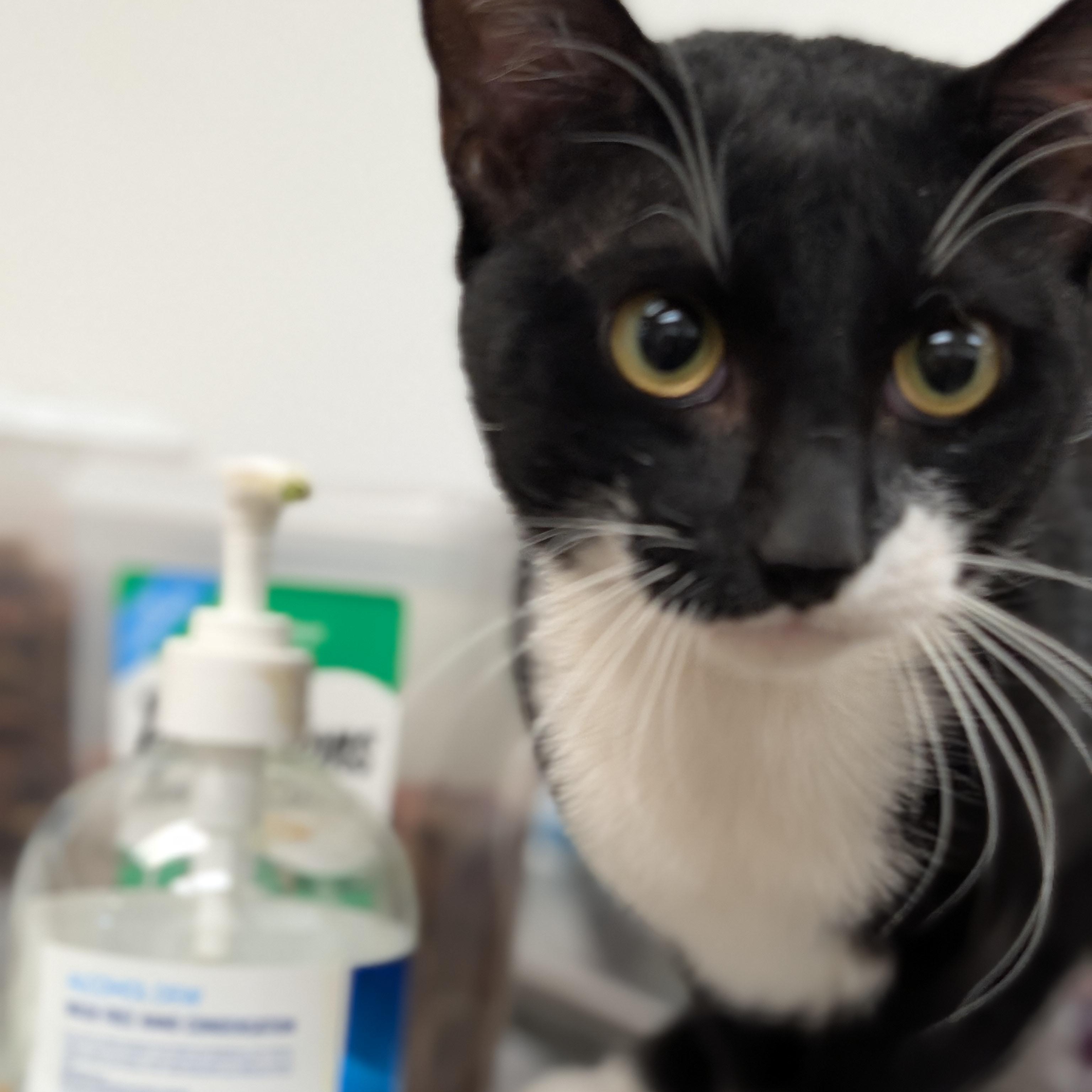 Dash, an adoptable Domestic Short Hair in St. Augustine, FL image 2/5