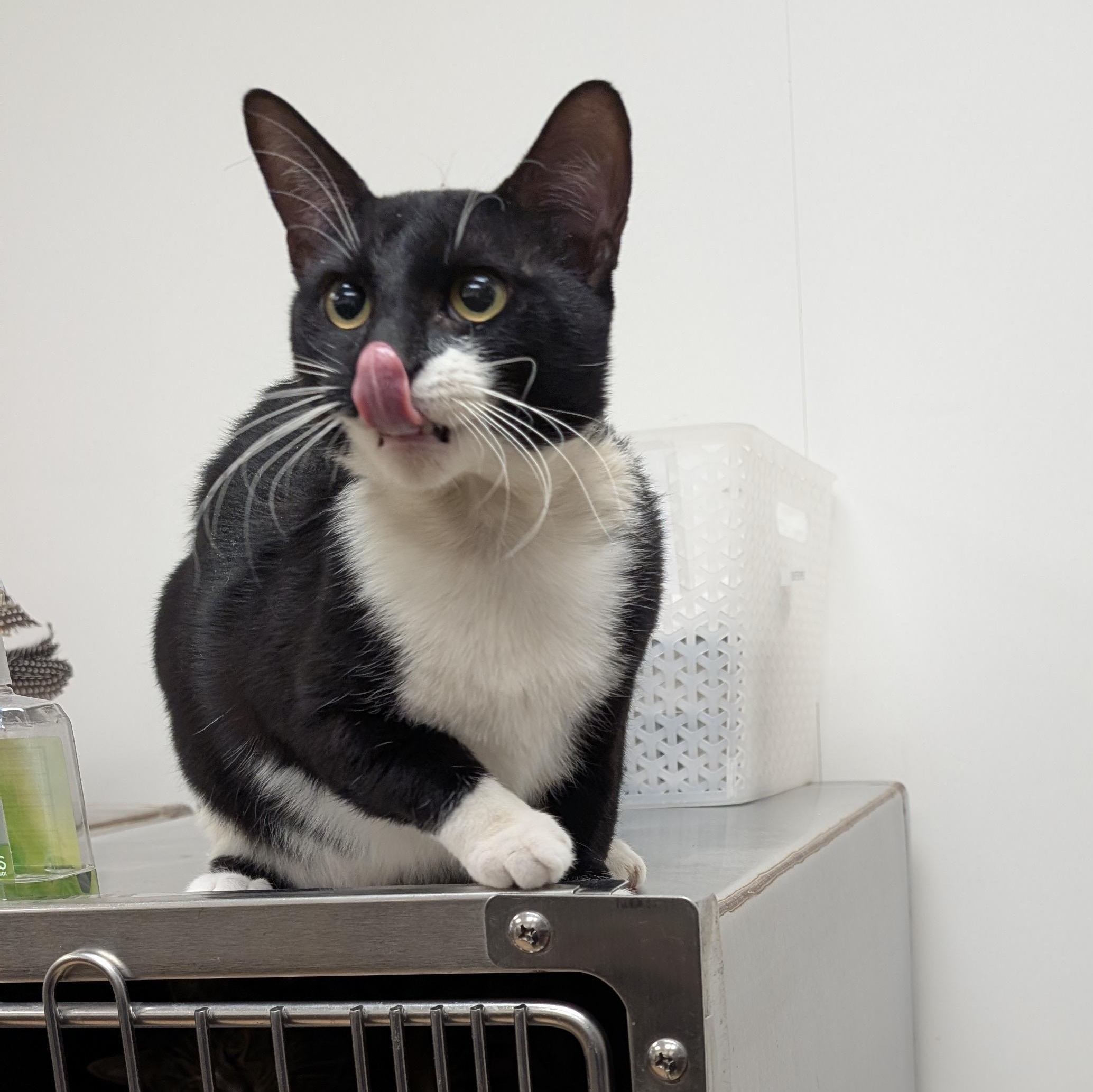 Dash, adoptable, Adult Male Domestic Short Hair.