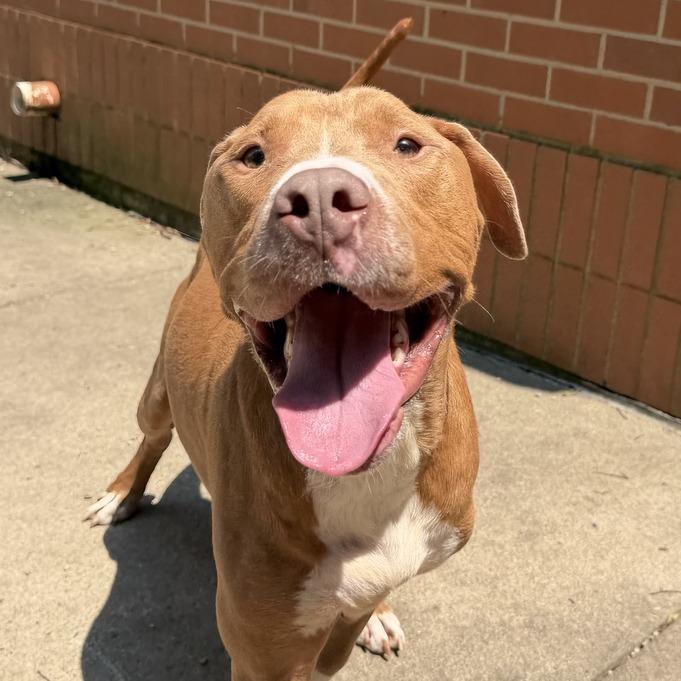 Nico, Adoptable, Young Male Pit Bull Terrier.