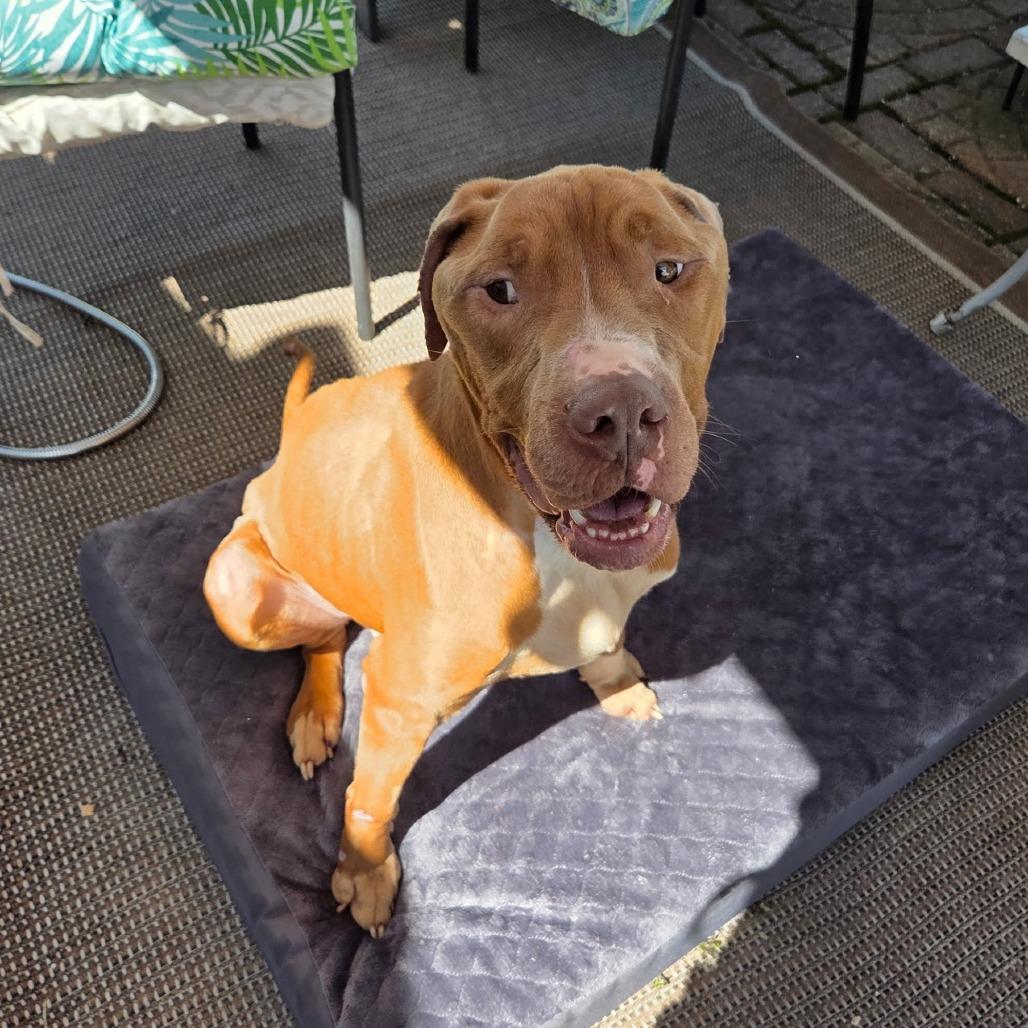 Nico, a Adoptable Pit Bull Terrier in Dayton, OH image 2/6