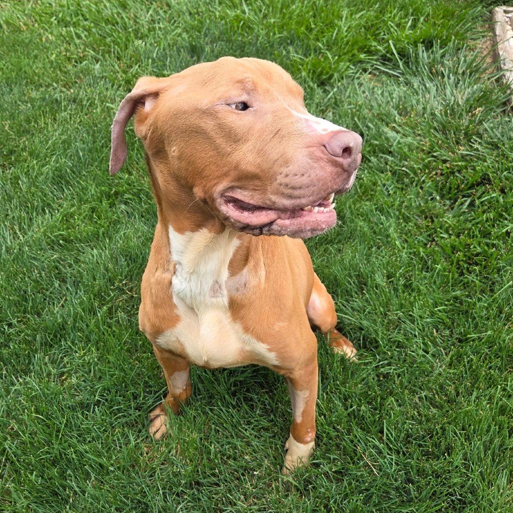 Nico, a Adoptable Pit Bull Terrier in Dayton, OH image 3/6