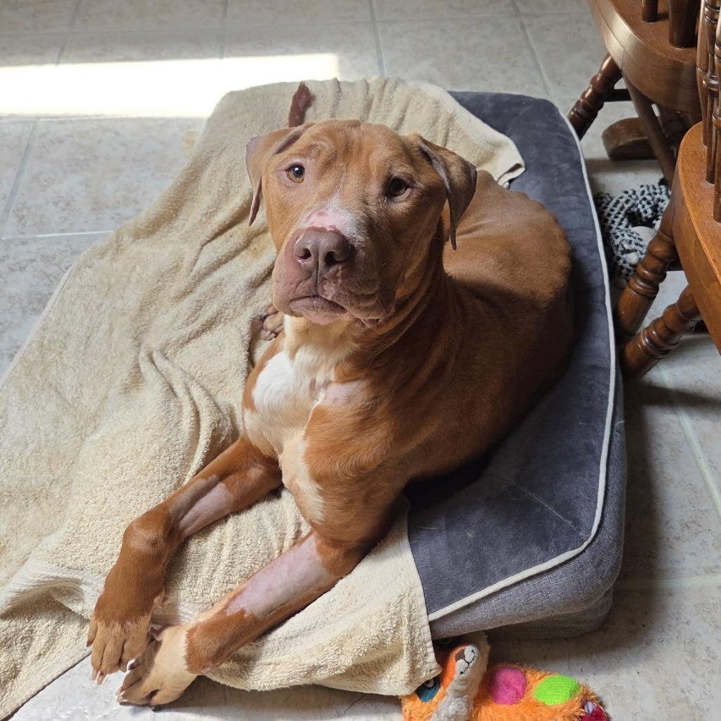 Nico, a Adoptable Pit Bull Terrier in Dayton, OH image 4/6