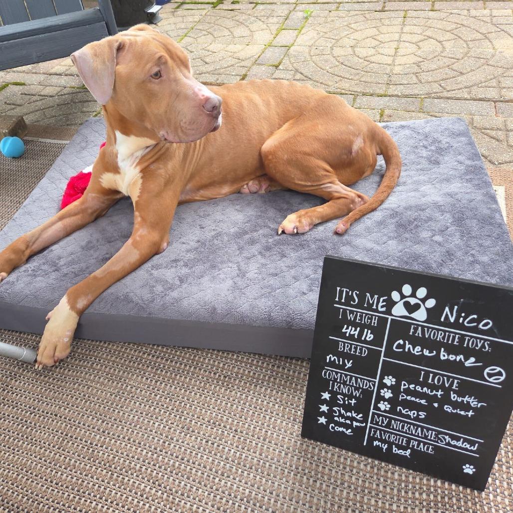 Nico, a Adoptable Pit Bull Terrier in Dayton, OH image 5/6