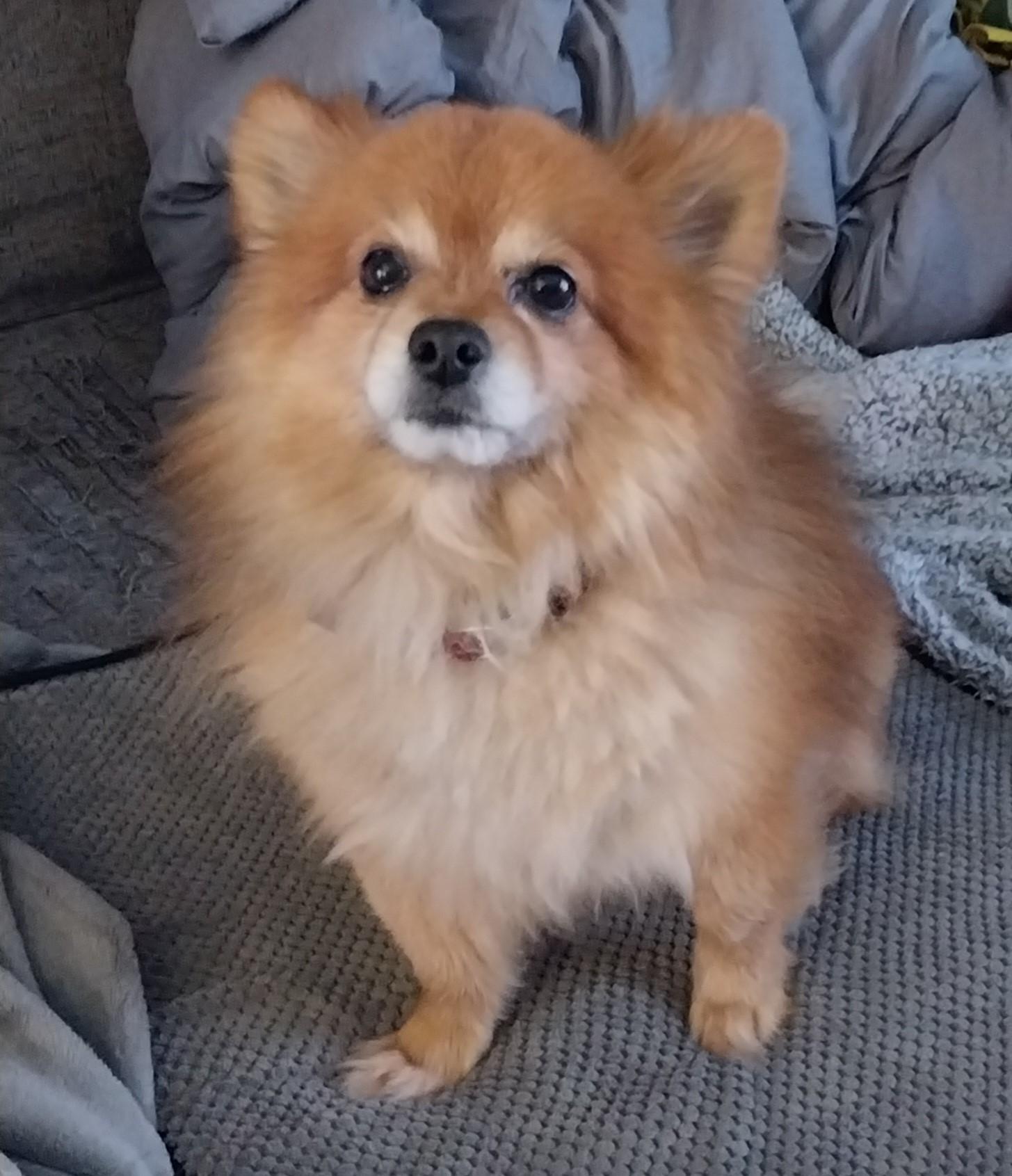 Enlarge Kodie, a ADOPTABLE mixed breed in Farmington, MN image 1/3