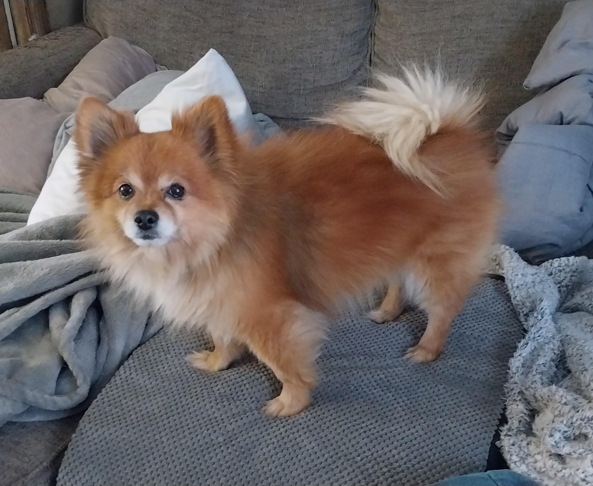 Enlarge Kodie, a ADOPTABLE mixed breed in Farmington, MN image 2/3