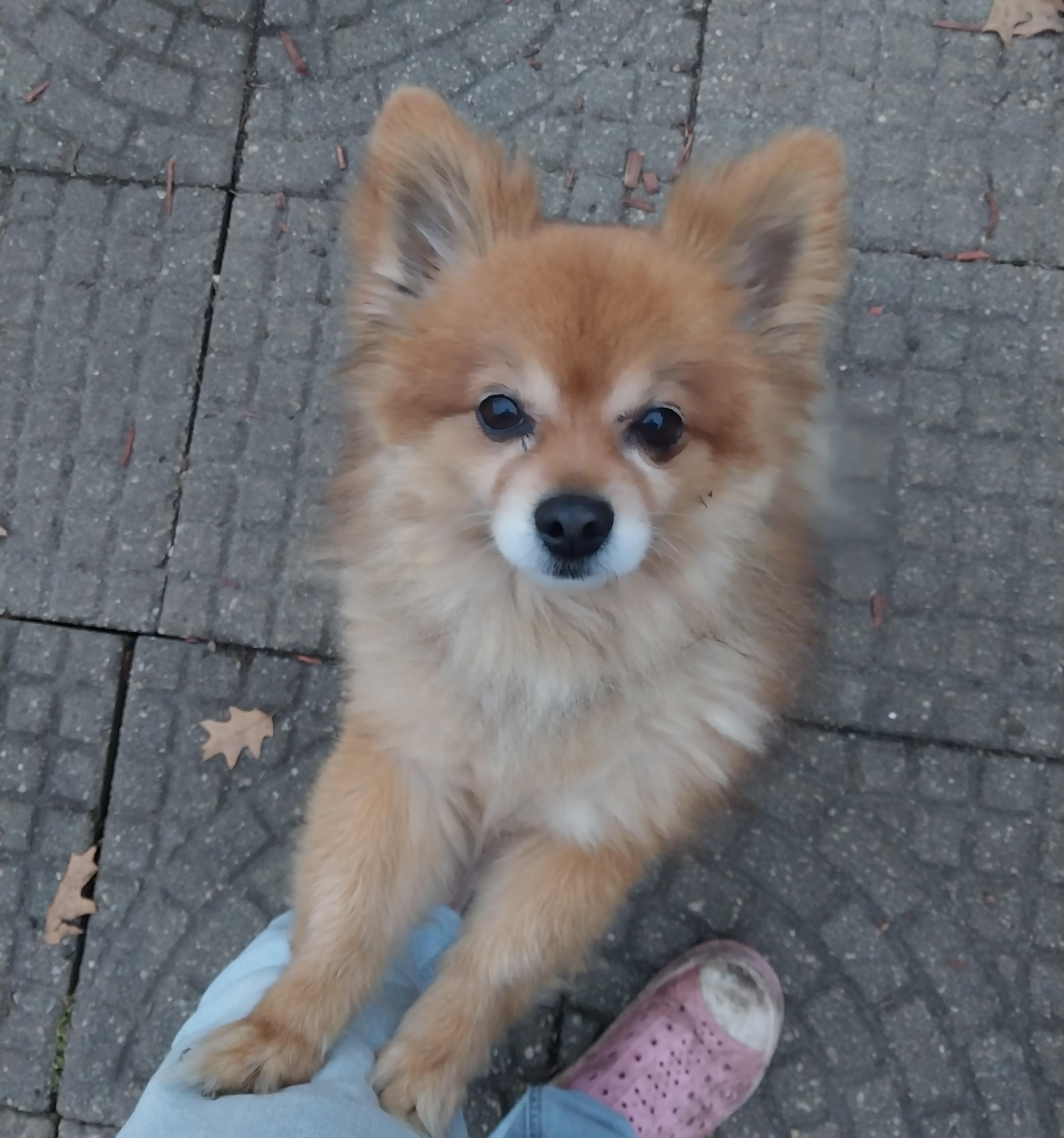 Enlarge Kodie, a ADOPTABLE mixed breed in Farmington, MN image 3/3