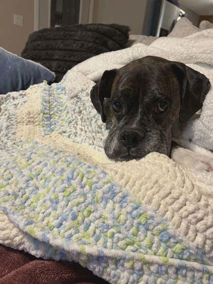 Elvis, Adoptable, Adult Male Boxer & Mixed Breed.