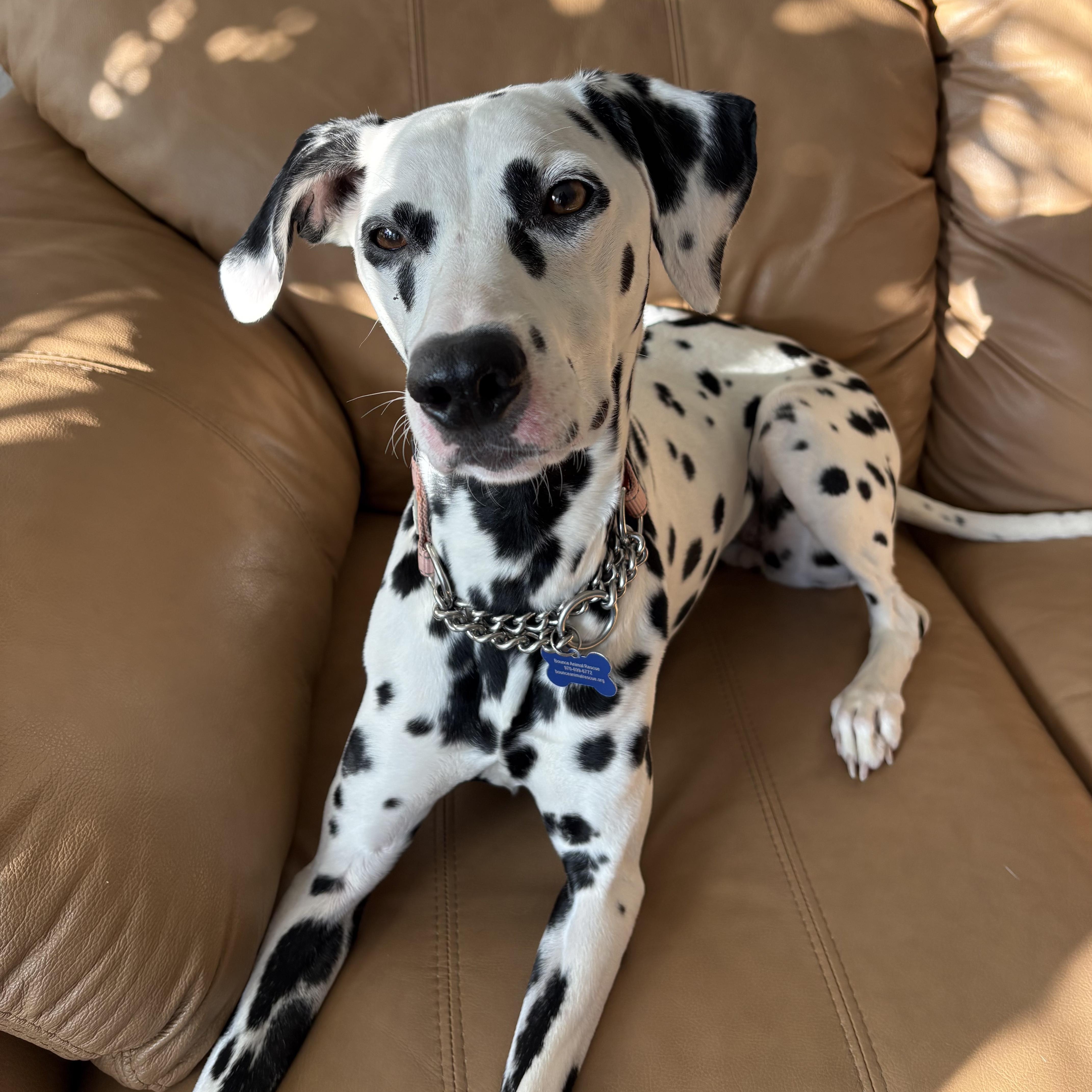 Perdita, ADOPTABLE, Adult Female Dalmatian.