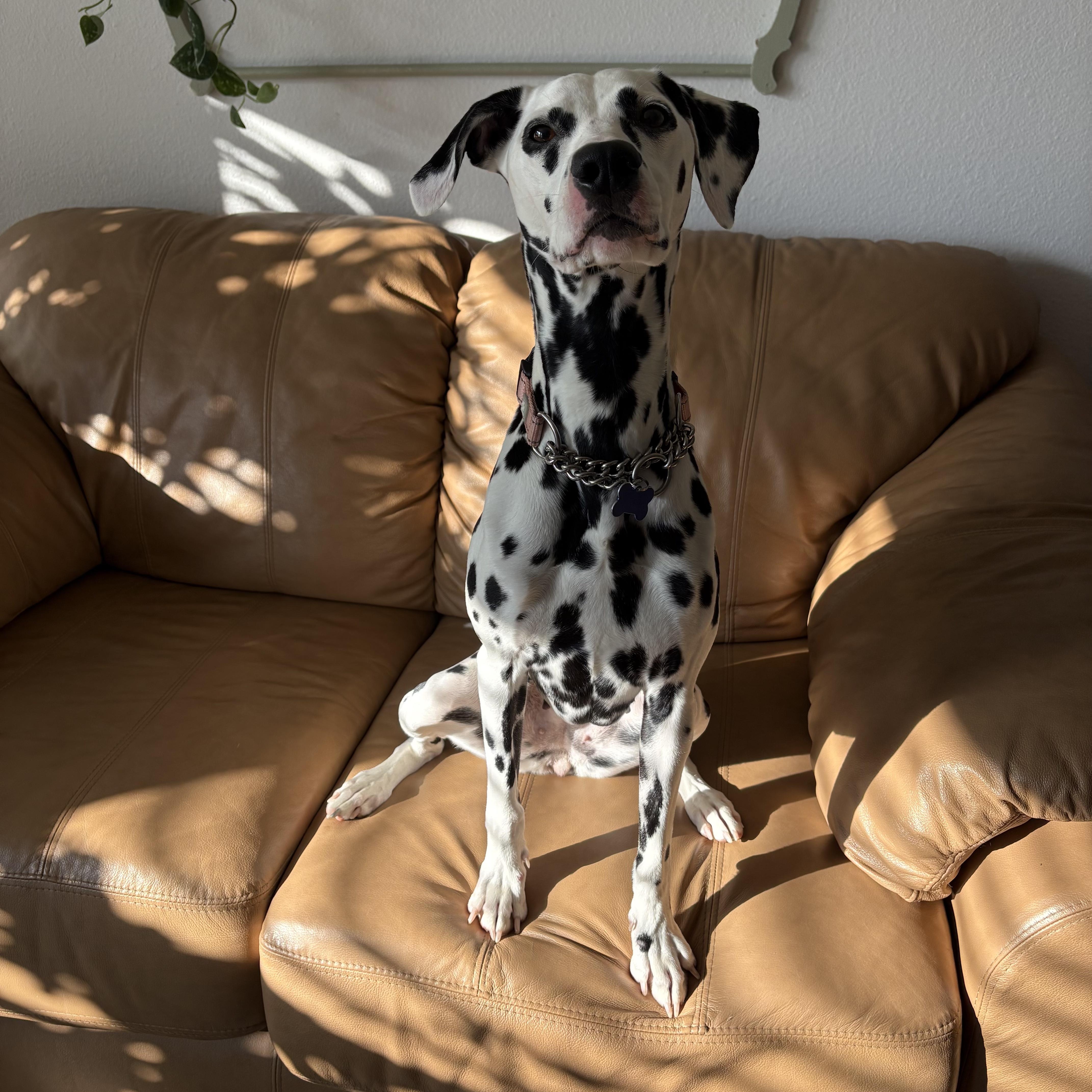 Enlarge Perdita, a ADOPTABLE Dalmatian in Fort Collins, CO image 2/5