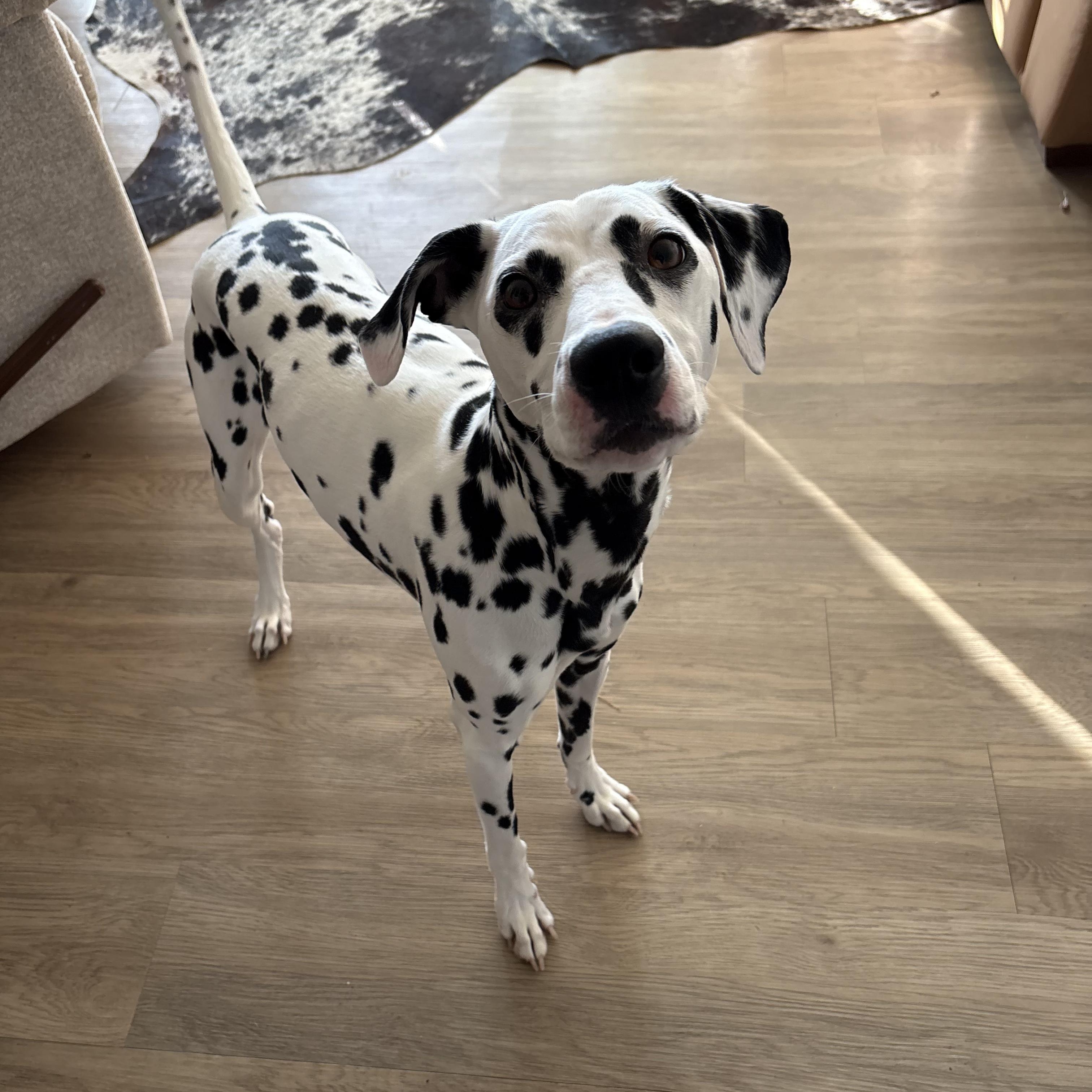 Enlarge Perdita, a ADOPTABLE Dalmatian in Fort Collins, CO image 4/5