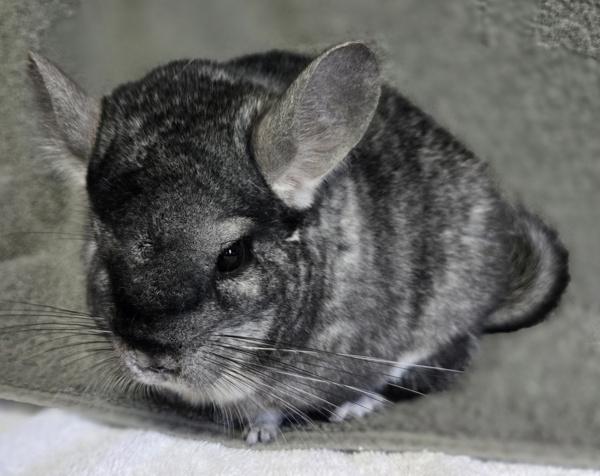 Nova, Adoptable, Adult Female Chinchilla.