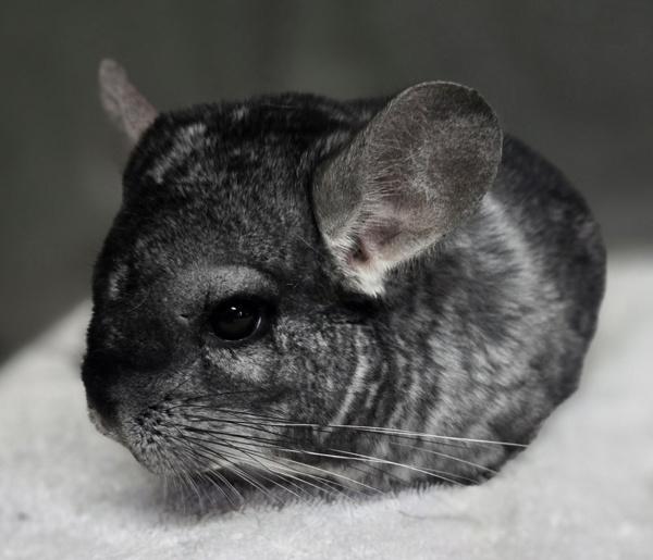 Nova, a Adoptable mixed breed in Monterey, CA image 2/3