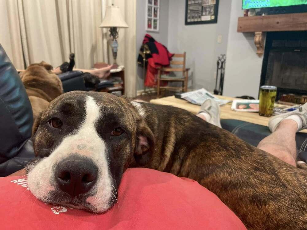 Jaylan, Adoptable, Adult Female Mixed Breed.