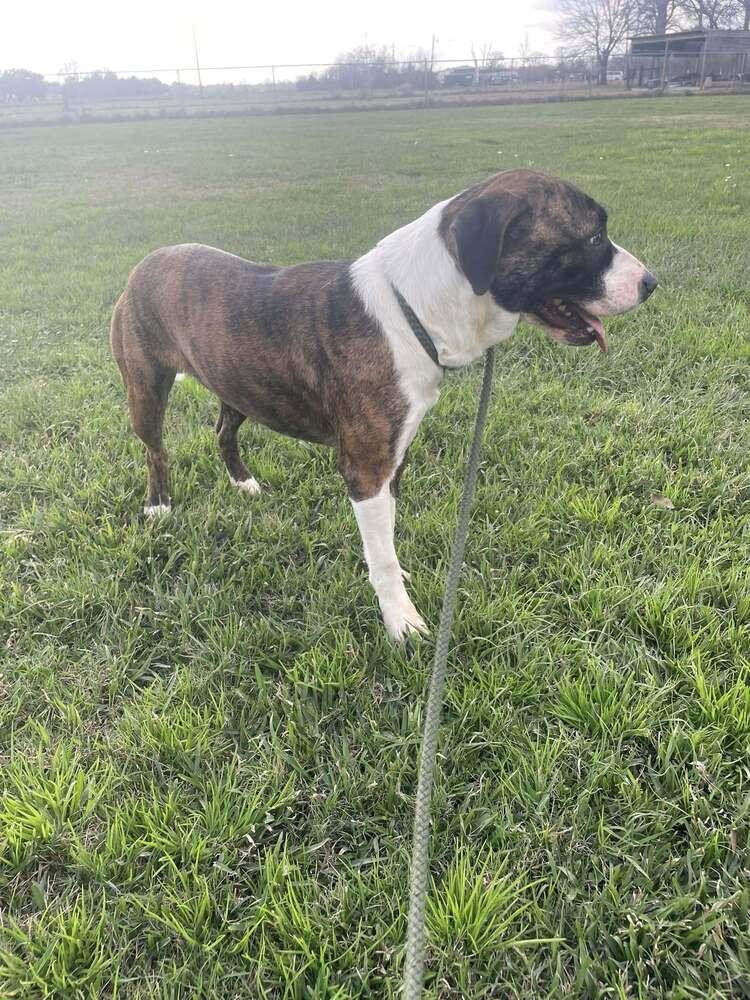 Jaylan, a Adoptable Mixed Breed in Scott, LA image 2/3