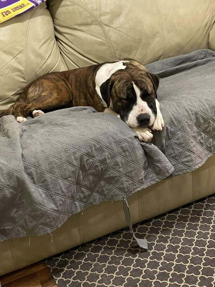 Jaylan, a Adoptable Mixed Breed in Scott, LA image 3/3