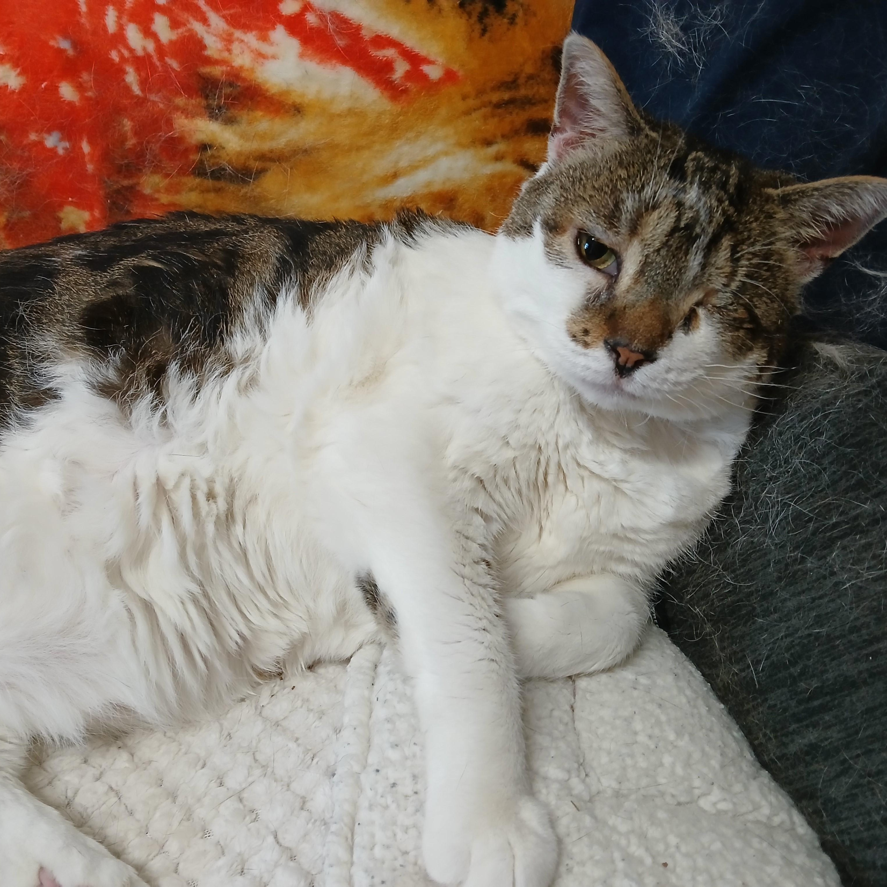 Fig