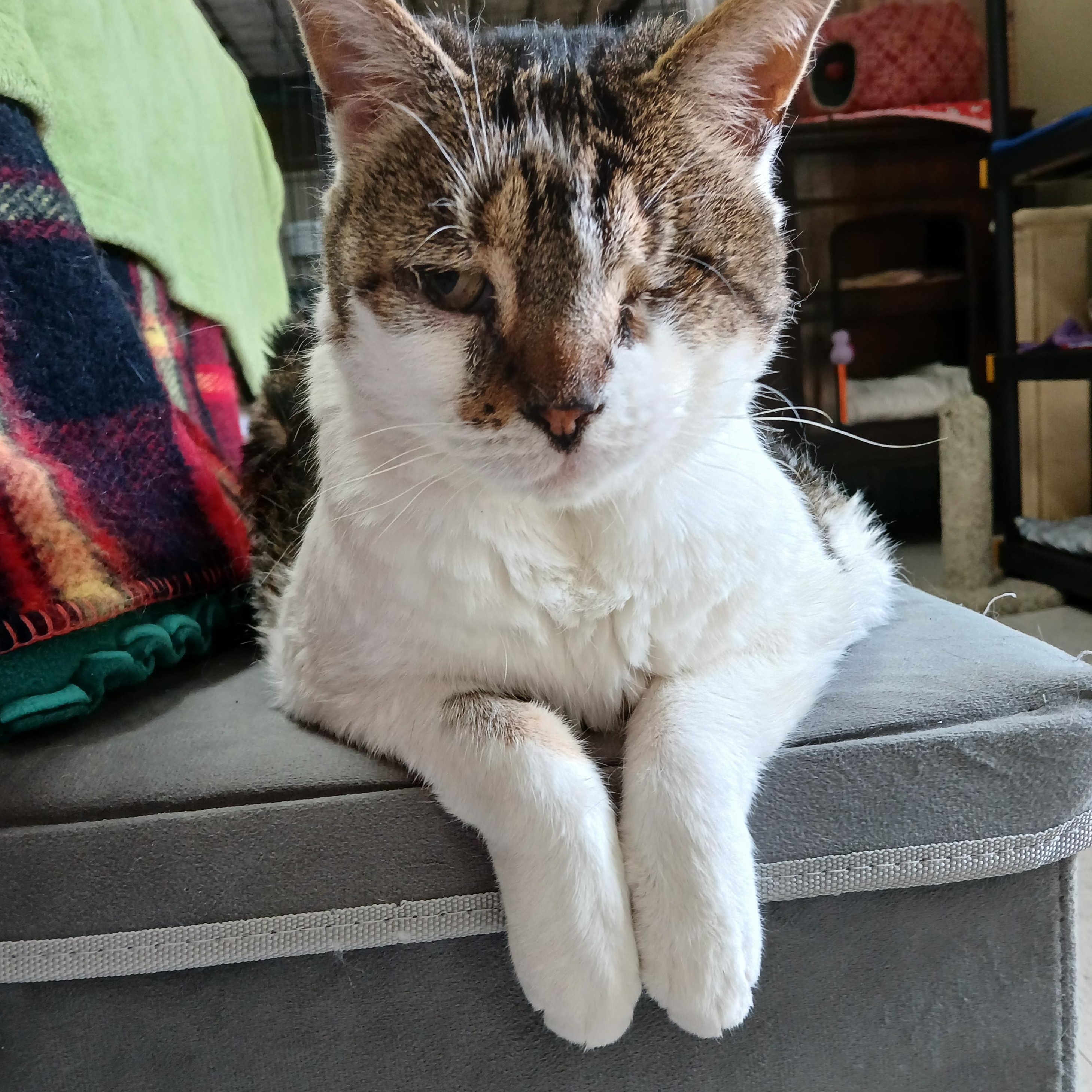 Fig